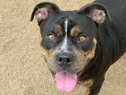An adult medium-sized male Tricolor (Brown, Black, & White) Mixed Breed dog named Paxton for adoption in Georgetown, TX