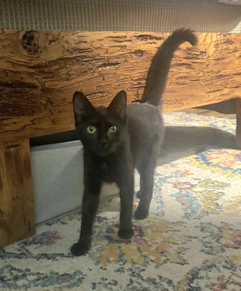 A young medium-sized female Domestic Short Hair cat named Augustine for adoption in Stanton, KY