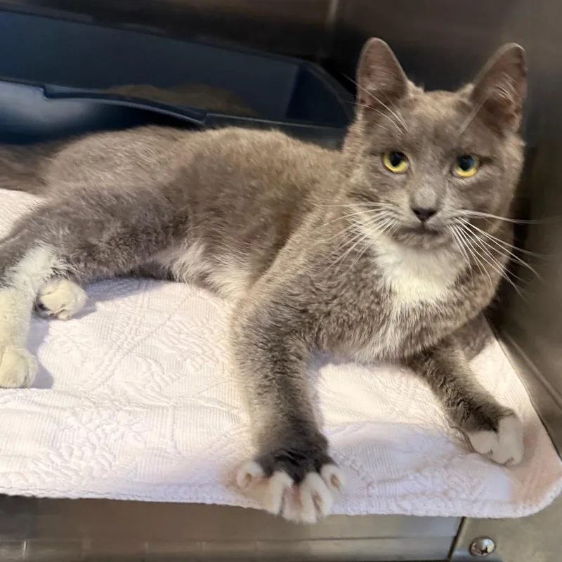 A young small-sized male Gray / Blue / Silver Domestic Short Hair cat named Mittens for adoption in Cedaredge, CO