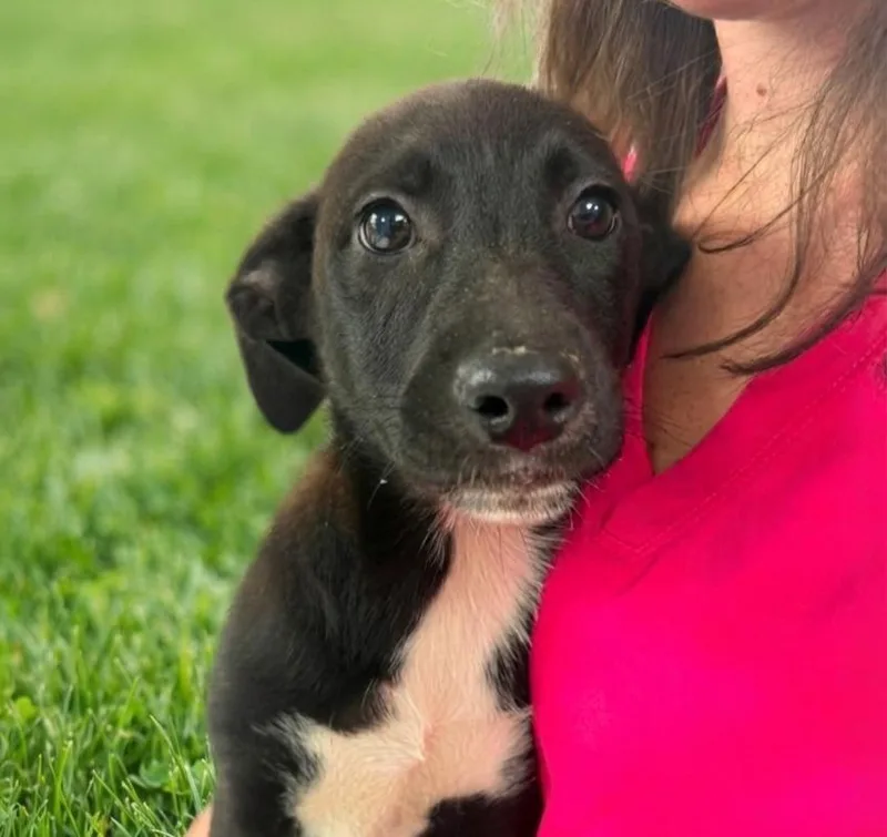 A baby small-sized female Corgi dog named Hollis for adoption in Roswell, GA