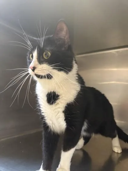 An adult medium-sized male Black & White / Tuxedo Domestic Short Hair cat named Turtle for adoption in Hamilton, MT