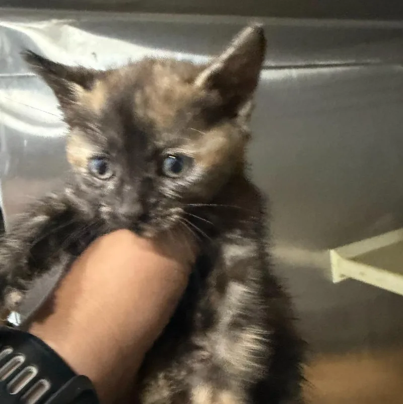 A baby small-sized male American Shorthair cat named Cappuccino for adoption in Glen Rose, TX