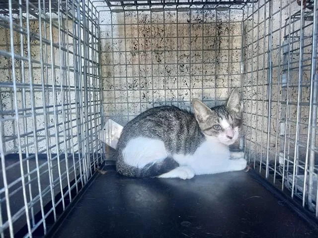 A baby medium-sized female Domestic Short Hair cat named Rhaenys for adoption in Fort Lauderdale, FL