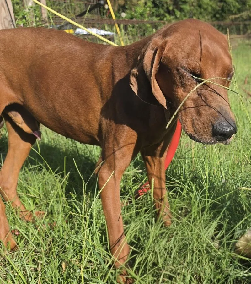 An adult medium-sized male Redbone Coonhound dog named Cooper for adoption in Ridgeland, SC