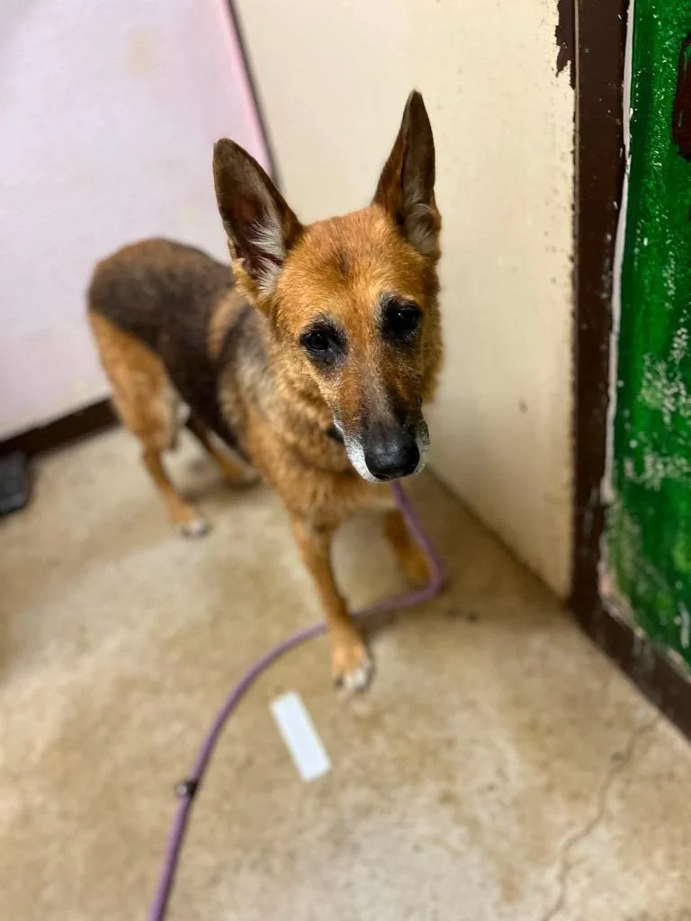 An adult medium-sized female German Shepherd Dog dog named Sharp Cheddar for adoption in New Braunfels, TX