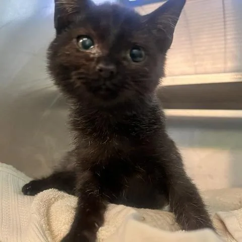 A baby small-sized female Black Domestic Short Hair cat named Chicken Sandwich for adoption in Dayton, OH