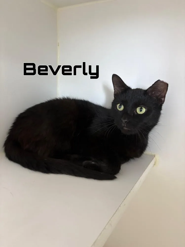 An adult medium-sized female Black Domestic Short Hair cat named Beverly for adoption in Rochester, IN