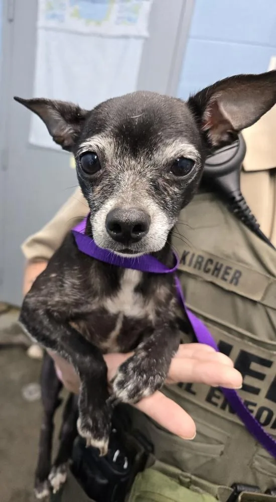 An adult small-sized female Tricolor (Brown, Black, & White) Chihuahua dog named Luna for adoption in Evansville, IN