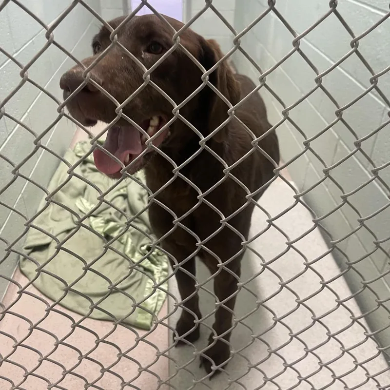 A baby small-sized female Chocolate Labrador Retriever dog named Lizzie for adoption in Newark, NJ
