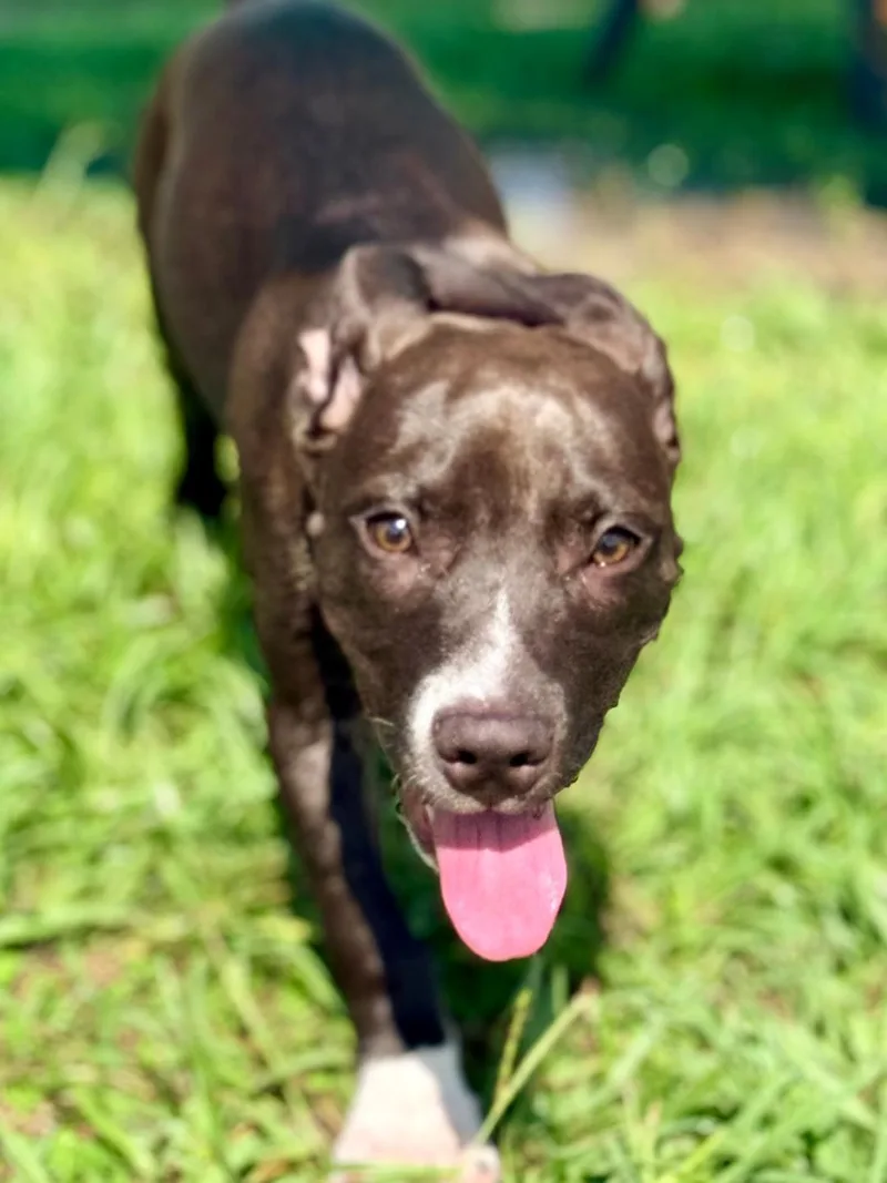 A baby medium-sized female Black American Bully dog named Laena for adoption in Winter Haven, FL