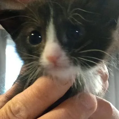 A baby small-sized male Black Domestic Short Hair cat named Thomas for adoption in Grand Rapids, MN
