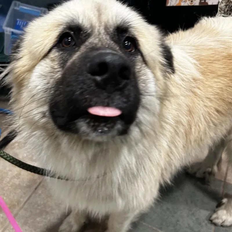 An adult large-sized male White / Cream Mixed Breed dog named Oakley for adoption in Chattanooga, TN