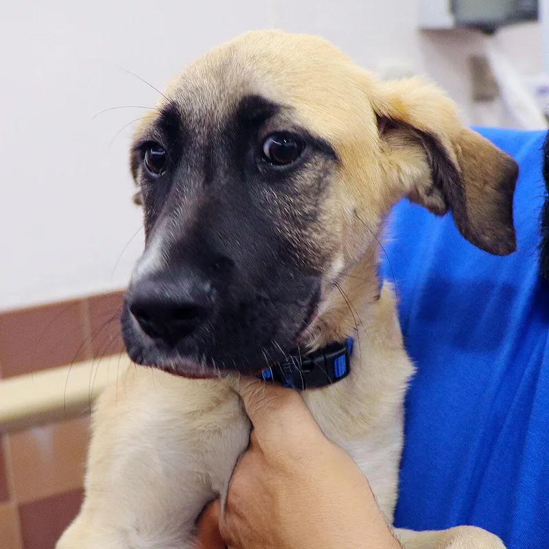 A baby medium-sized male Mixed Breed dog named Harry for adoption in Port Washington, NY