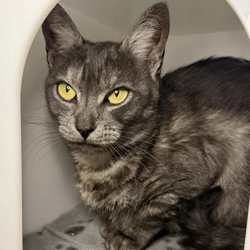 An adult medium-sized female Domestic Short Hair cat named Cordelia for adoption in Los Angeles, CA