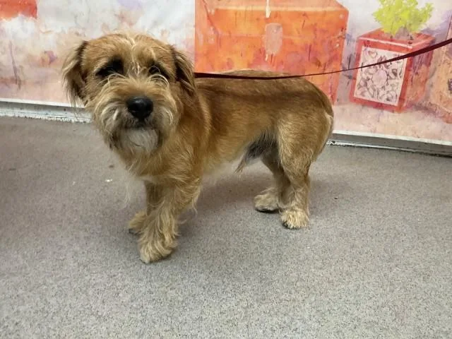 An adult small-sized male Terrier dog named Troy for adoption in San Bernardino, CA