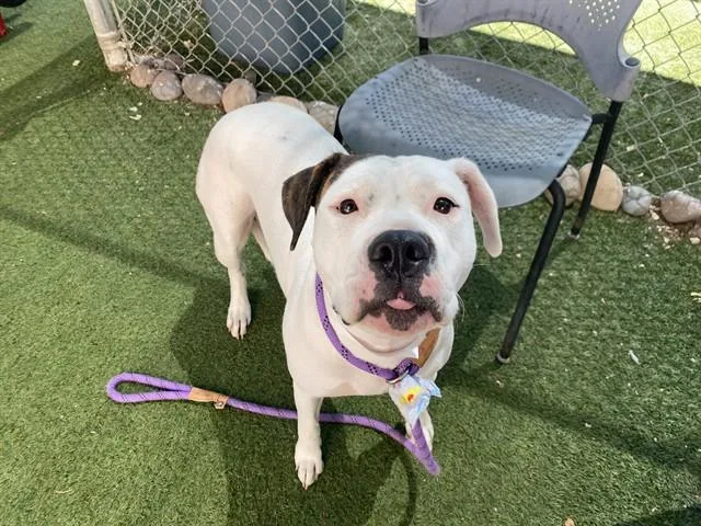 A young large-sized female Pit Bull Terrier dog named Flora for adoption in Phoenix, AZ