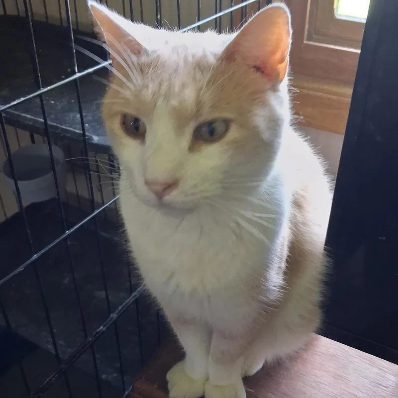 An adult medium-sized male Buff & White Domestic Short Hair cat named Lunar for adoption in Sauk City, WI