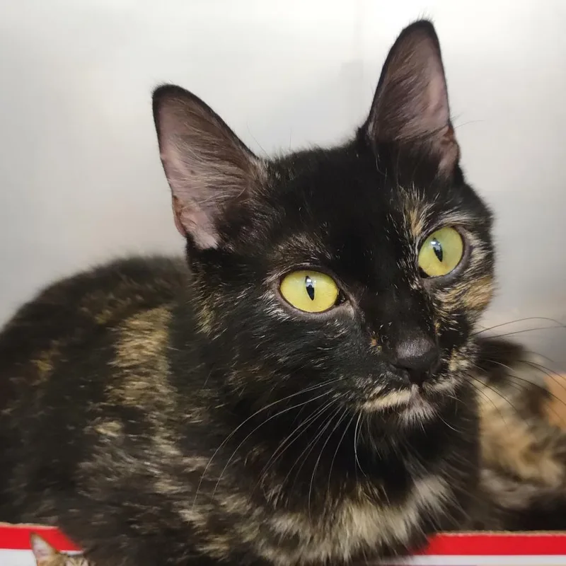 A young medium-sized female Tortoiseshell Domestic Short Hair cat named Aloe for adoption in Sarasota, FL