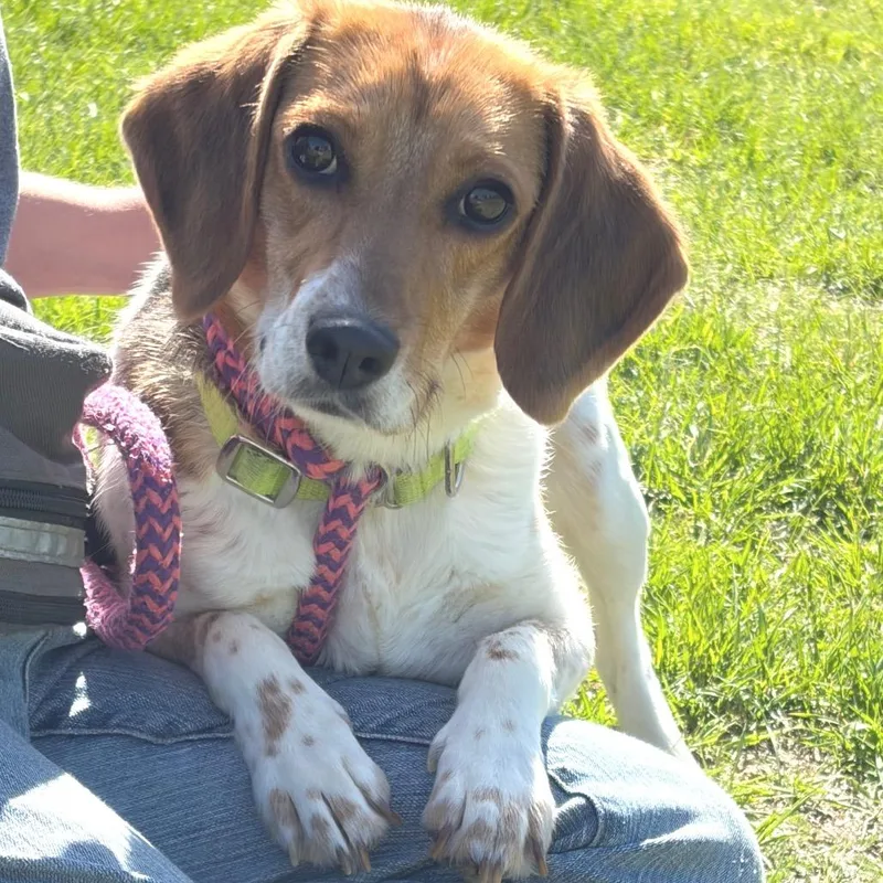 Daisy
