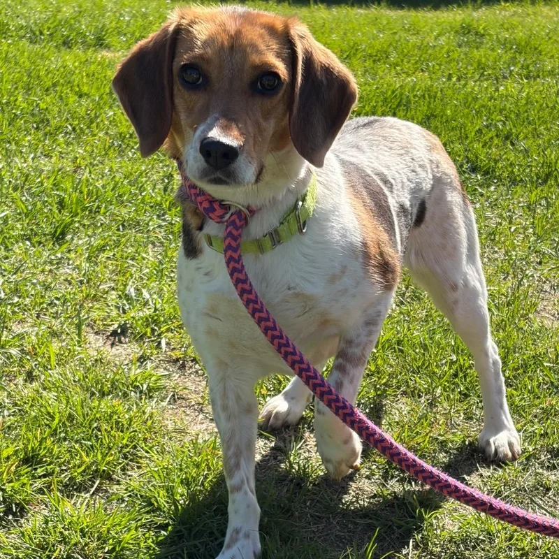 Daisy thumbnail 3