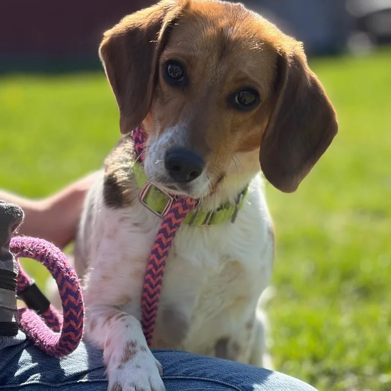 Daisy thumbnail 4