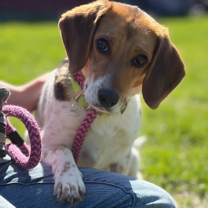 Daisy thumbnail 5