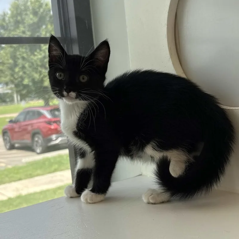 A baby small-sized female Black Domestic Short Hair cat named Linda for adoption in Beaumont, TX