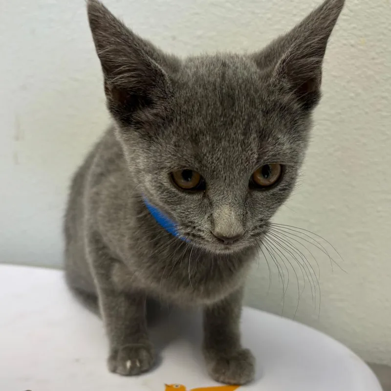 A baby small-sized male Gray / Blue / Silver Domestic Short Hair cat named Shrimp Fried Rice for adoption in San Jacinto, CA