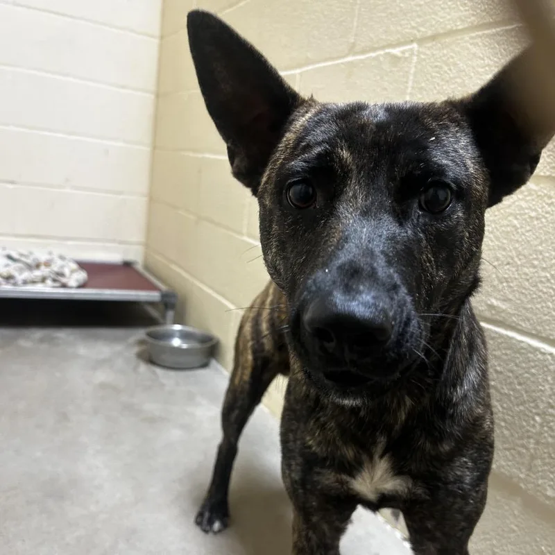 A young medium-sized male Brindle Pit Bull Terrier dog named Licorice for adoption in Palestine, TX