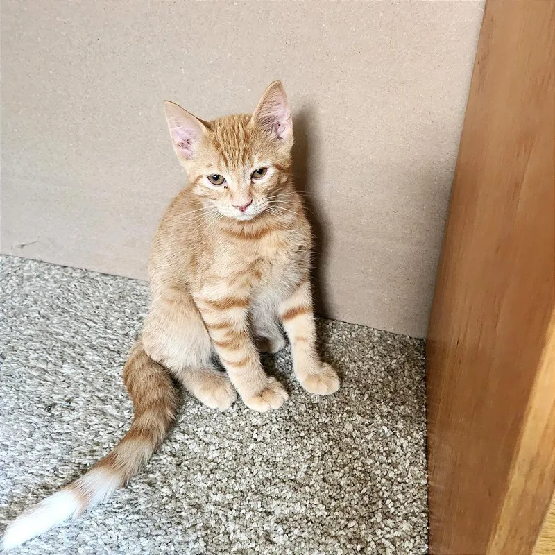 A baby small-sized male Orange / Red Domestic Short Hair cat named Alder for adoption in Albert Lea, MN