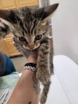 A baby small-sized female Domestic Short Hair cat named Chai for adoption in Sacramento, CA