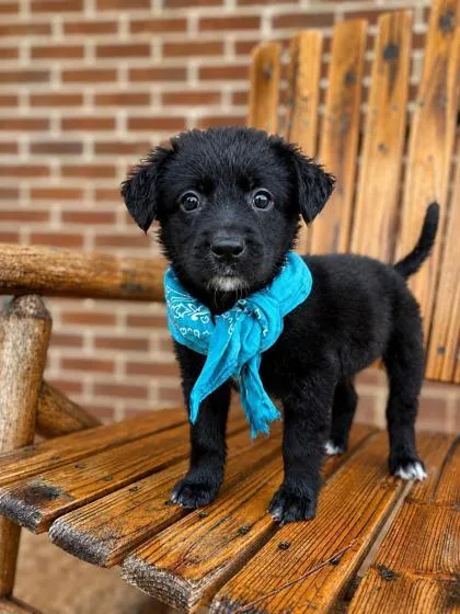 A baby large-sized male Flat-Coated Retriever dog named Sailor for adoption in Morton Grove, IL