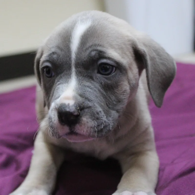 A baby medium-sized female Yellow / Tan / Blond / Fawn Pit Bull Terrier dog named Chrissie for adoption in Yucca Valley, CA