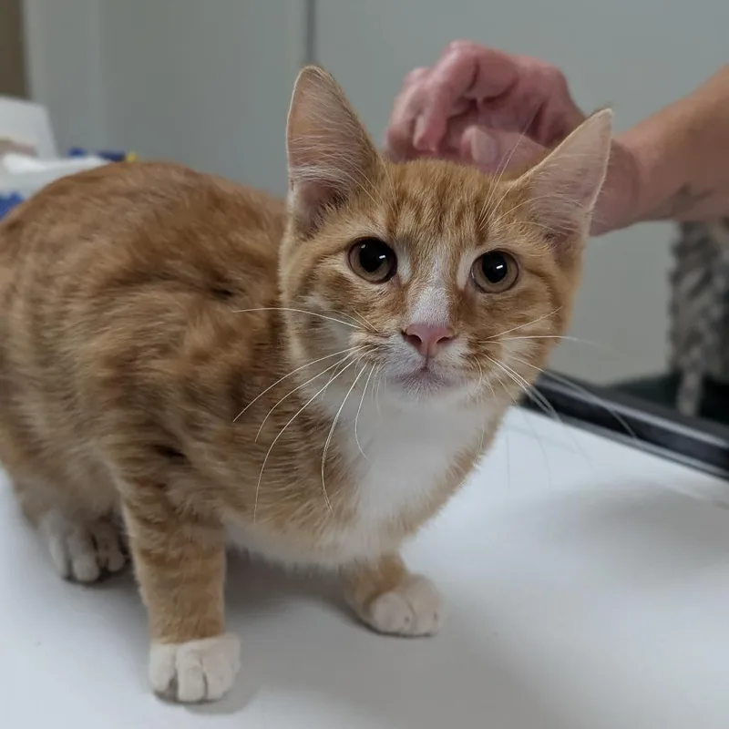 A baby medium-sized male Orange / Red Domestic Short Hair cat named Stevie for adoption in Canton, IL
