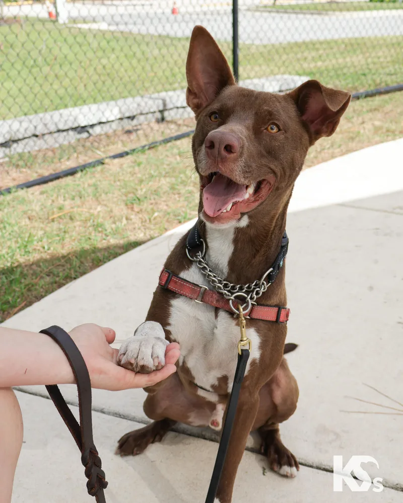A young medium-sized male Red / Chestnut / Orange Australian Kelpie dog named Bucky for adoption in Ponte Vedra, FL