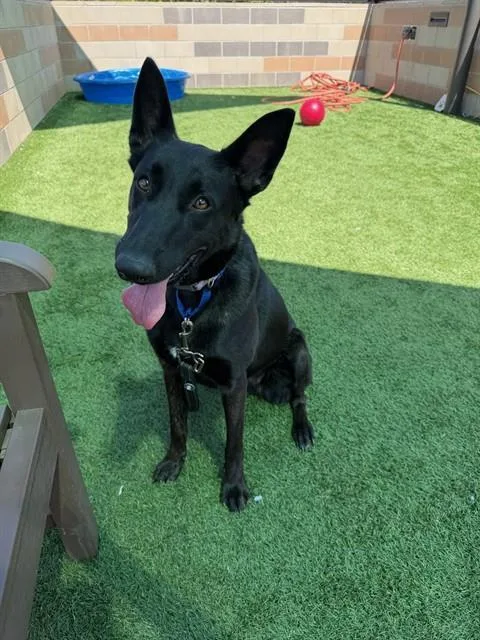 A young large-sized female Dutch Shepherd dog named Matcha for adoption in San Luis Obispo, CA