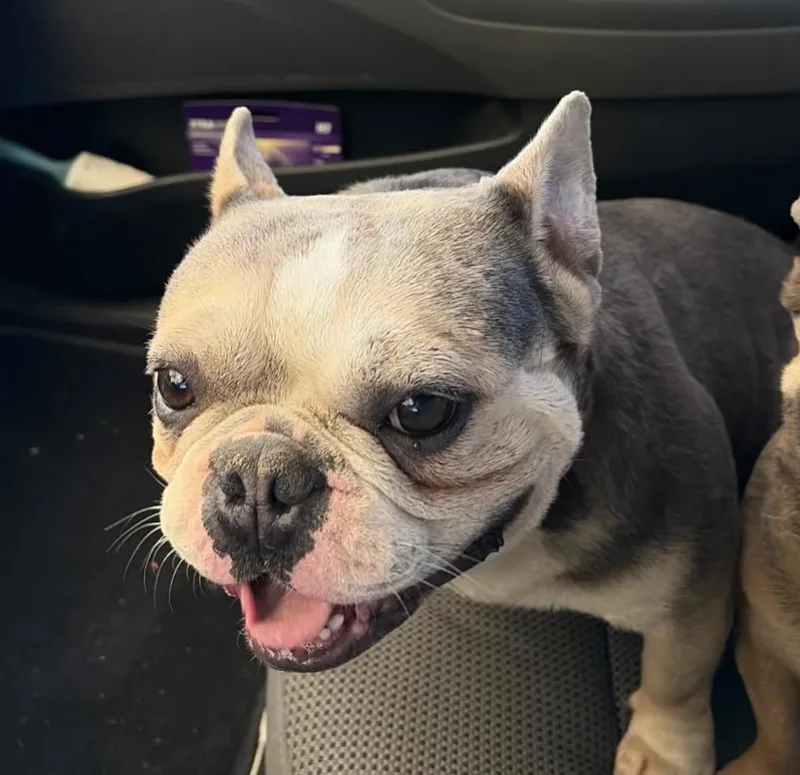 Gilligan thumbnail 3