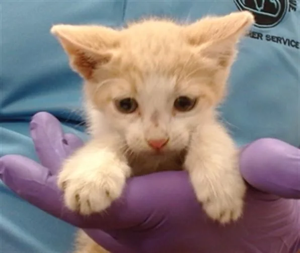 A baby small-sized male Domestic Short Hair cat named Percy for adoption in Miami, FL
