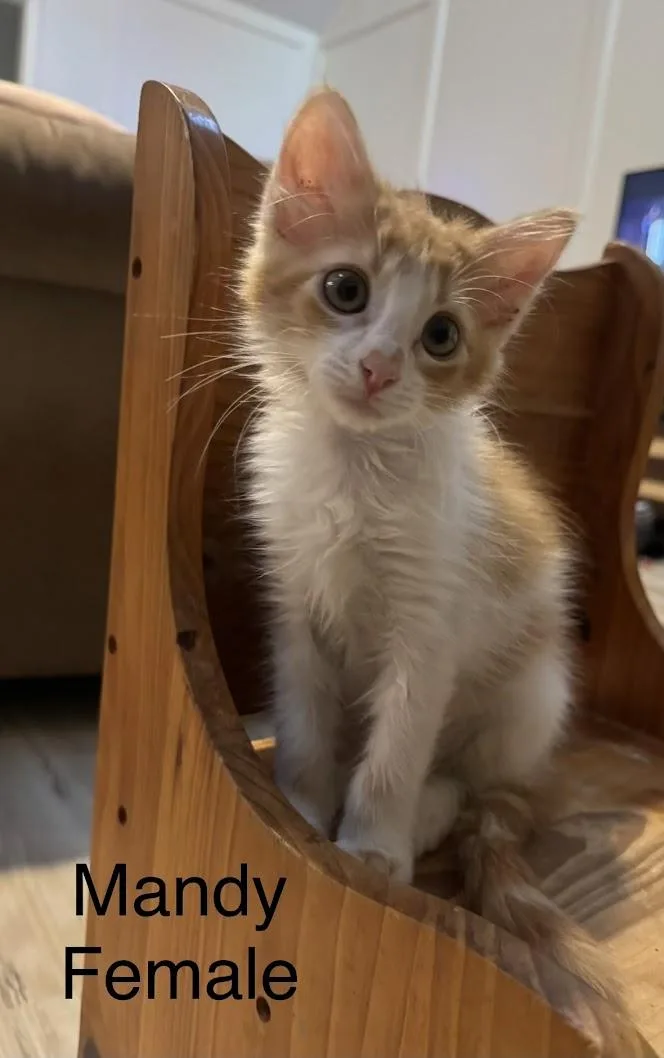 A baby medium-sized female Domestic Short Hair cat named Mandy for adoption in Zimmerman, MN