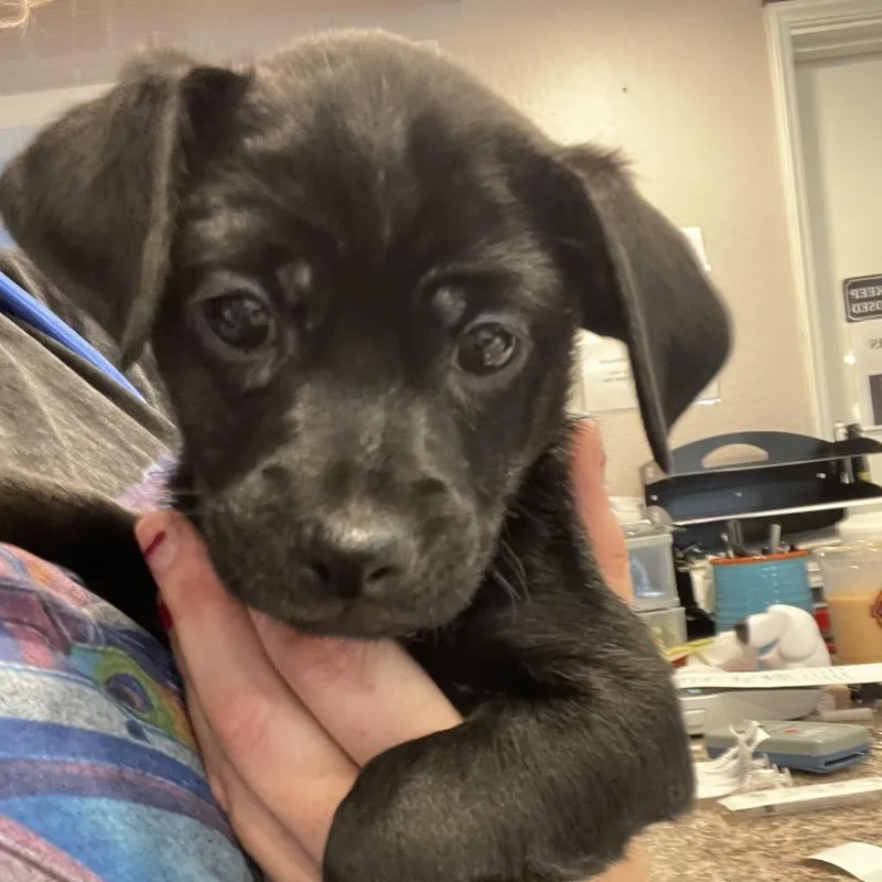 A baby small-sized male Black Mixed Breed dog named Alvin for adoption in San Francisco, CA