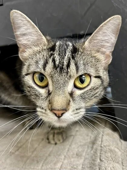 An adult medium-sized female Buff / Tan / Fawn Domestic Short Hair cat named Ms. Giraffe for adoption in Wichita, KS