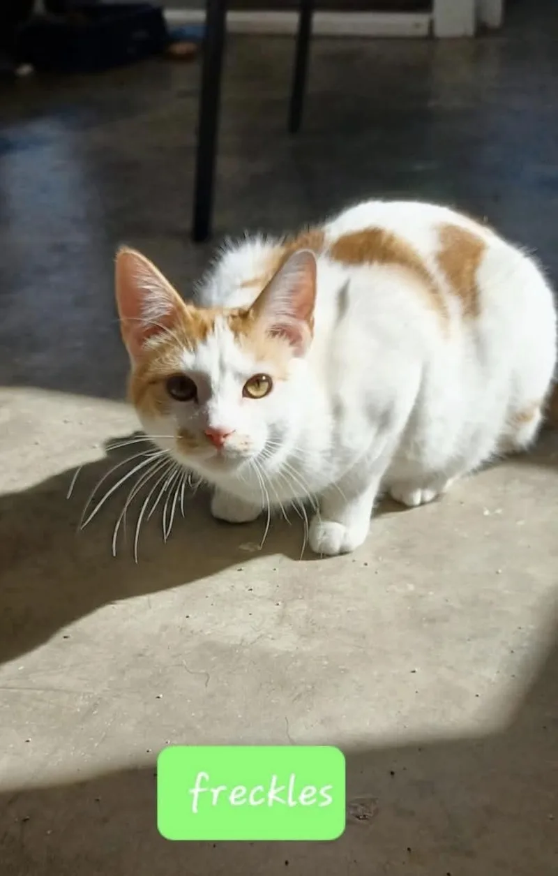 Freckles