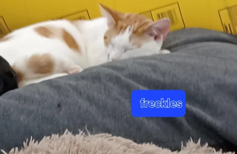 Freckles thumbnail 3