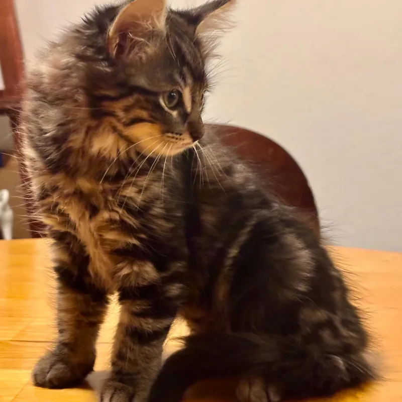 A baby medium-sized female Maine Coon cat named Athena for adoption in Pinole, CA