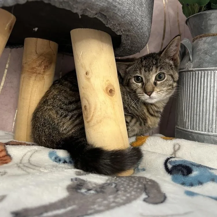 A baby small-sized female Tabby (Gray / Blue / Silver) Domestic Short Hair cat named Willow for adoption in Long Beach, MS