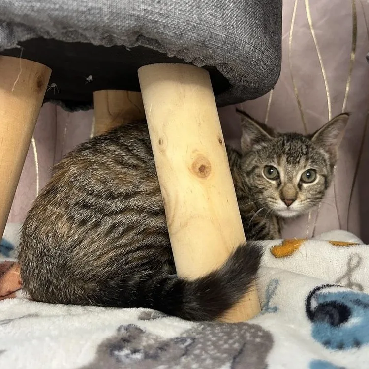 Willow thumbnail 5