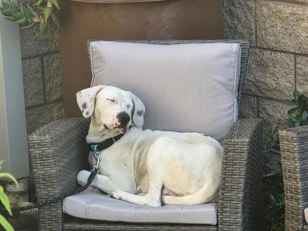 An adult large-sized female Dalmatian dog named Deja for adoption in San Diego, CA