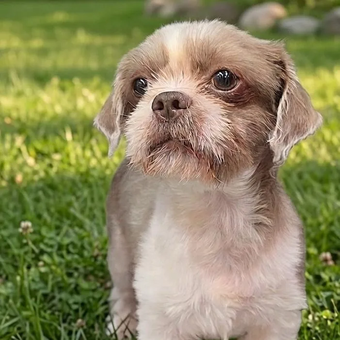 A young small-sized male Brown / Chocolate Shih Tzu dog named Buddy for adoption in Boca Raton, FL