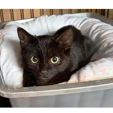 A baby medium-sized female Black Domestic Short Hair cat named Collette for adoption in Salt Lake City, UT