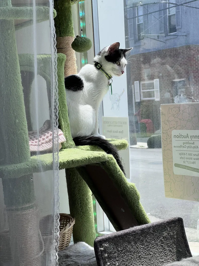 A young small-sized female American Shorthair cat named Francine for adoption in Philadelphia, PA